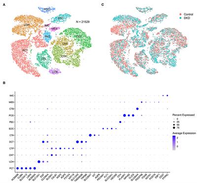 Single-Nucleus Transcriptomic Analysis Reveals Important Cell Cross-Talk in Diabetic Kidney Disease